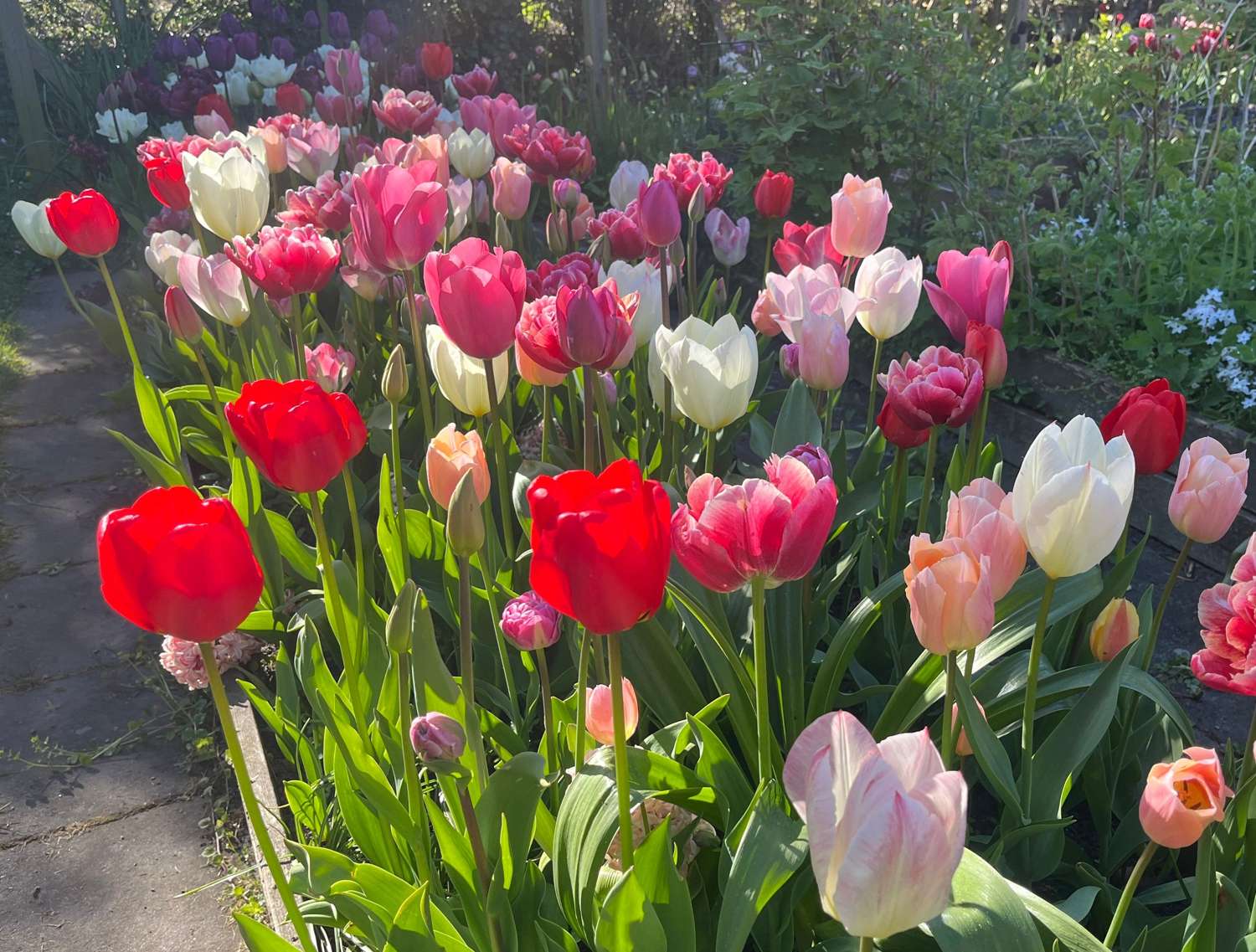 Exklusivmischung 'Svaneke Delight'